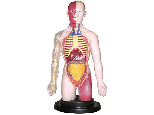 Miniland Scienze 99113 torso sano sistema digestivo set 16 pezzi
