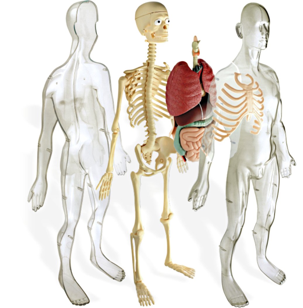 Miniland Educational Anatomy Gioco Didattico Corpo Umano