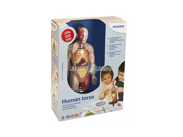 Miniland Scienze 99113 torso sano sistema digestivo set 16 pezzi