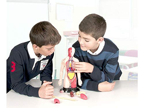 Miniland Scienze 99113 torso sano sistema digestivo set 16 pezzi