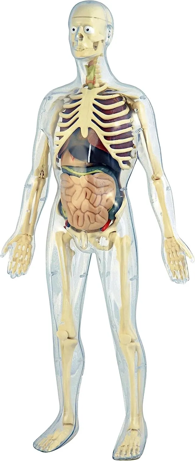 Miniland Educational Anatomy Gioco Didattico Corpo Umano