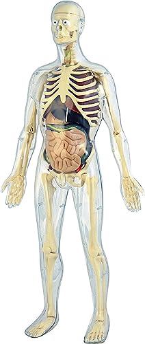 Miniland Educational Anatomy Gioco Didattico Corpo Umano