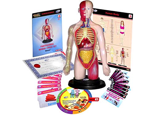 Miniland Scienze 99113 torso sano sistema digestivo set 16 pezzi